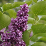 Syringa vulgaris Charles Joly — photo 1