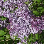 Syringa x hyacinthiflora 'Assessippi' — photo 1