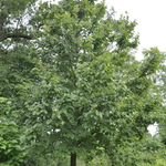 Tilia americana — photo 3
