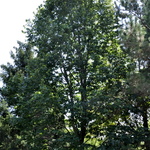 Tilia americana Boulevard — photo 3