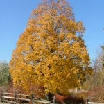 Tilia cordata Corzam Corinthian — photo 4