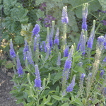 Veronica longifolia subsessilis Sunny Border Blue — photo 2