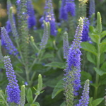 Veronica longifolia subsessilis Sunny Border Blue — photo 3