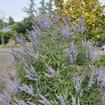 Vitex Agnus- castus (Blue) — photo 1