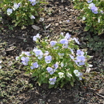 Vitex Agnus- castus (Blue) — photo 2