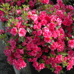 Azalea Kim's Double Pink — photo 2