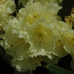 Rhododendron Capistrano — photo 2