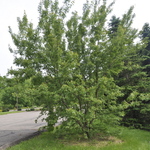 Acer ginnala 'Flame' — photo 5
