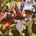 Acer ginnala 'Flame' — photo 6