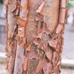 Acer griseum — photo 5