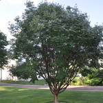 Acer griseum — photo 6