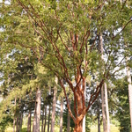 Acer griseum — photo 7