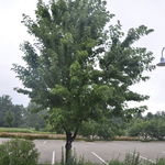 Acer x freemanii 'Autumn Blaze' — photo 2