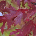 Acer x freemanii 'Autumn Blaze' — photo 3