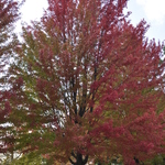 Acer x freemanii 'Autumn Blaze' — photo 4
