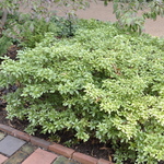 Azalea 'Cascade' — photo 3