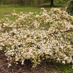 Azalea 'Cascade' — photo 4