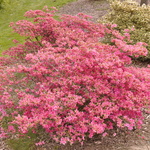 Azalea 'Boudoir' — photo 4