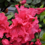 Azalea 'Christmas Cheer' — photo 2