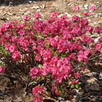 Azalea 'Christmas Cheer' — photo 3