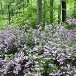 Azalea 'Double Elsie Lee' — photo 2