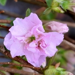 Azalea 'Double Elsie Lee' — photo 3