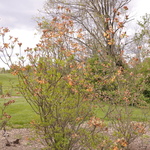 Azalea 'Golden Lights' — photo 3