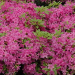 Azalea 'Herbert'( Gable Hybrid) — photo 1