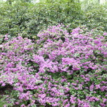 Azalea 'Herbert'( Gable Hybrid) — photo 2