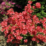 Azalea 'Mother's Day'(Kurume Hybrid) — photo 2