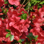 Azalea 'Mother's Day'(Kurume Hybrid) — photo 3