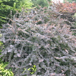 Berberis thunbergii f. atropurpurea — photo 2
