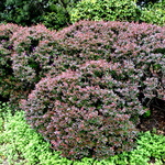 Berberis thunbergii f. atropurpurea 'Crimson Pygmy'