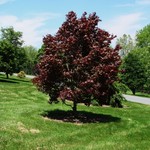 Acer palmatum 'Emperor I' — photo 4