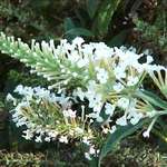 Buddleia davidii 'White Ball' — photo 2