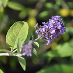 Buddleia Nanho Purple — photo 2