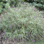 Buddleia Nanho Purple — photo 3