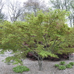 Acer palmatum 'Kagiri Nishiki' — photo 6
