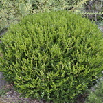 Buxus microphylla 'Winter Gem' — photo 1