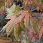 Acer palmatum 'Azuma Murasaki' — photo 3