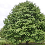 Cercidiphyllum japonica — photo 2