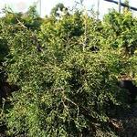 Chamaecyparis obtusa Torulosa — photo 1
