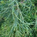 Chamaecyparis obtusa Torulosa — photo 2