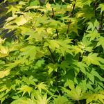 Acer palmatum 'Orange Dream' — photo 3