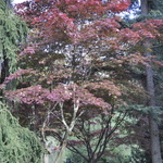 Acer Palmatum 'Oshio Beni' — photo 4