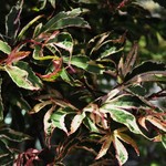 Acer palmatum 'Shirazz' — photo 4