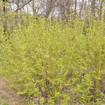 Cornus alba Buds Yellow — photo 2