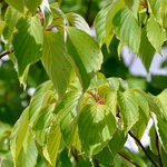 Cornus Contrata June Snow — photo 2