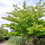 Cornus Contrata June Snow — photo 3