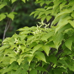 Cornus kousa 'Blue Shadow' — photo 2